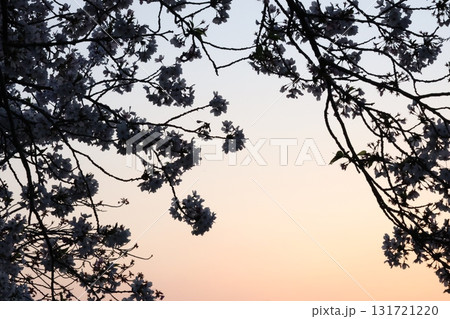 夕日に染まる桜 夕日に染まる桜 131721220