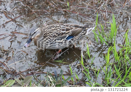 水辺を歩くカモ 131721224
