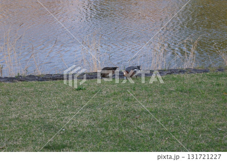 水辺を歩くカモ 131721227