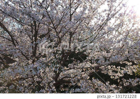 春の日差しを浴びて輝く満開の桜 131721228