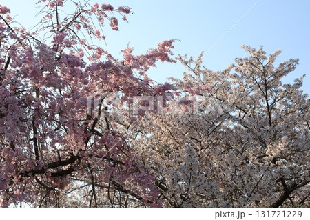青空に映える満開の桜 131721229
