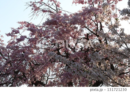 桜の花が満開 131721230
