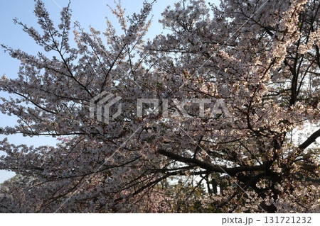 満開になった桜 満開になった桜 131721232