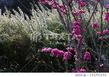 山に咲くピンクの花 山に咲くピンクの花 131721233