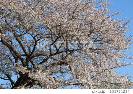 青空に映える満開の桜 131721234