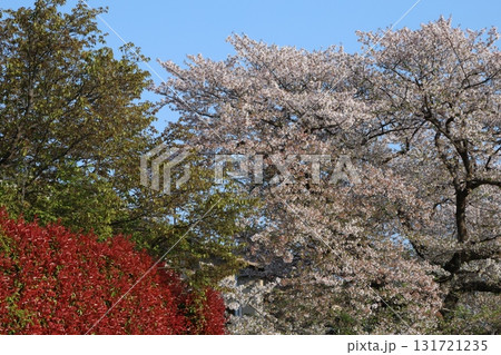 桜と赤い花 桜と赤い花 131721235