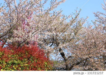 桜と青い空 131721237