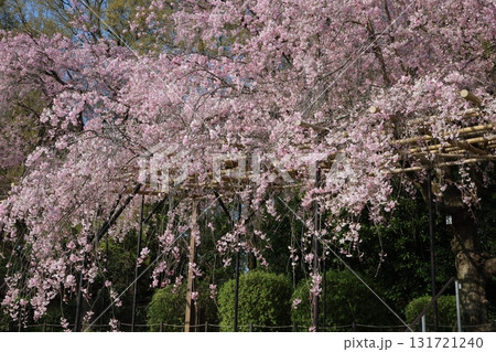桜の木 131721240