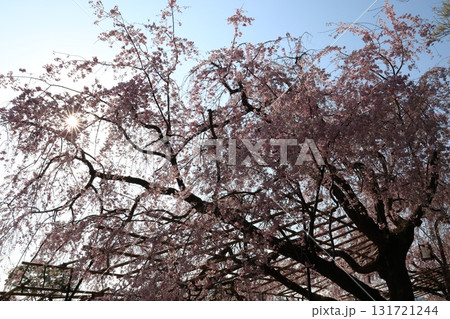 見上げた桜 131721244