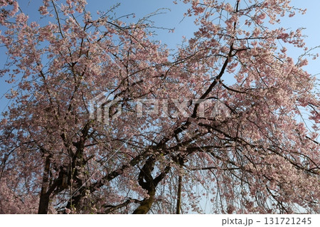 青空に映える満開の桜 青空に映える満開の桜 131721245
