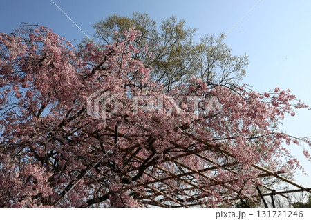 青空に映えるピンク色の桜 131721246