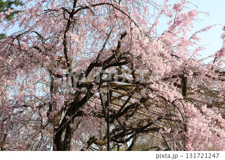青空に映える桜 131721247