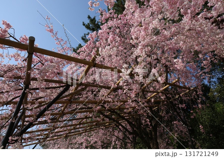 青空に映える満開の桜 131721249