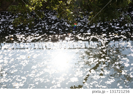 水面に映る桜 131721256