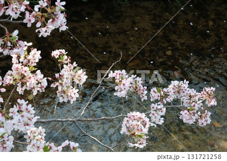 川の流れに咲く桜 川の流れに咲く桜 131721258