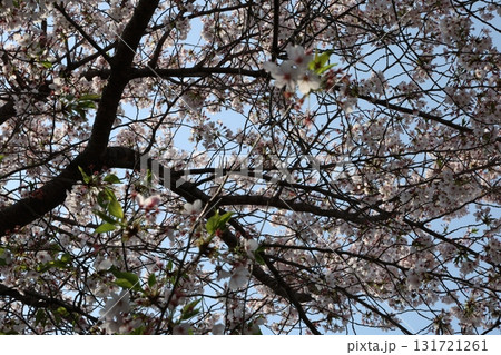 青空と桜 青空と桜 131721261