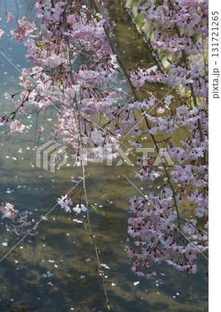 川に浮かぶ桜の花びら 川に浮かぶ桜の花びら 131721265