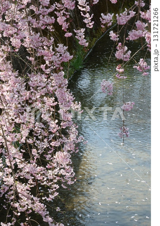 川とピンクの桜 川とピンクの桜 131721266