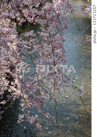 水面と桜 131721267