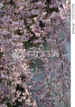 桜の花びらと川 131721268