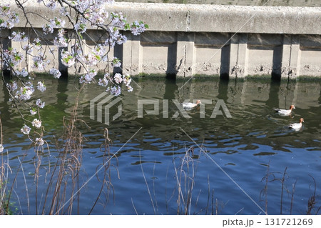 川を泳ぐ鳥と桜 131721269