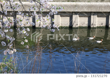 川を泳ぐ鳥と桜 川を泳ぐ鳥と桜 131721270