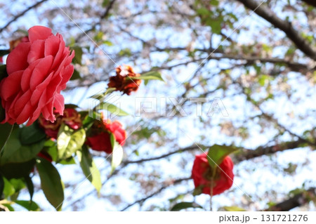 赤い椿と桜 131721276