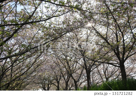 桜の木からのぞく太陽 桜の木からのぞく太陽 131721282