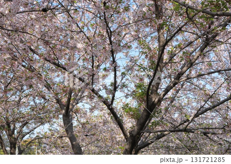 桜の木を見上げる 桜の木を見上げる 131721285