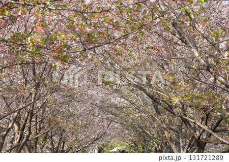 春の訪れを告げる満開の桜 春の訪れを告げる満開の桜 131721289