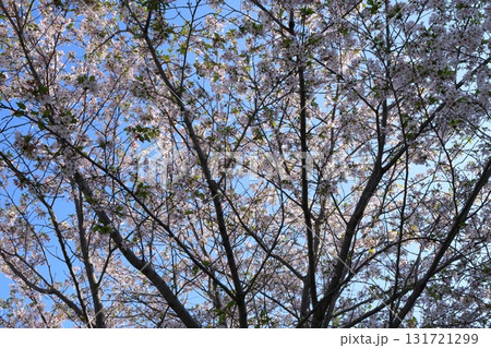 桜の木を見上げる 桜の木を見上げる 131721299