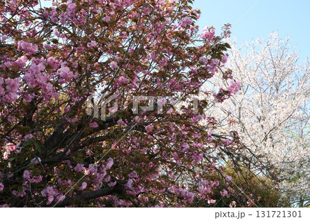 青空に映える満開の桜 青空に映える満開の桜 131721301