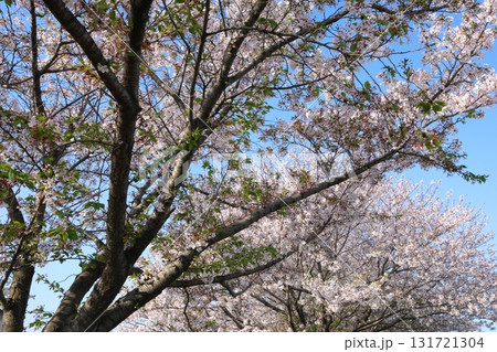 青空に映える満開の桜 青空に映える満開の桜 131721304