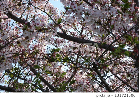 桜の花が咲き乱れる 桜の花が咲き乱れる 131721306