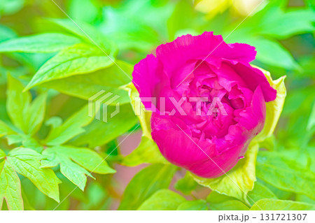家の周りの草花　四季の色々　近くの牡丹園の木々がピンクや赤い花で彩られています 131721307