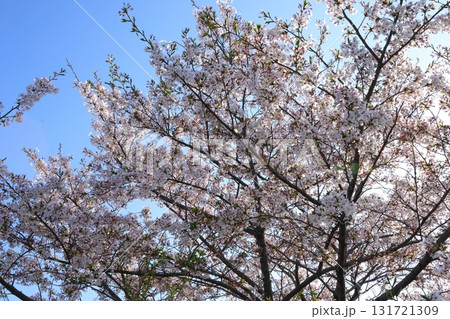 青空に映える満開の桜 131721309