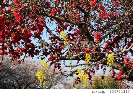 赤い花と桜 131721312