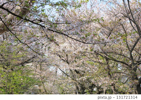 桜咲く 131721314