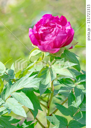 家の周りの草花　四季の色々　近くの牡丹園の木々がピンクや赤い花で彩られています 131721315