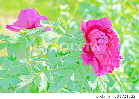 家の周りの草花　四季の色々　近くの牡丹園の木々がピンクや赤い花で彩られています 131721322