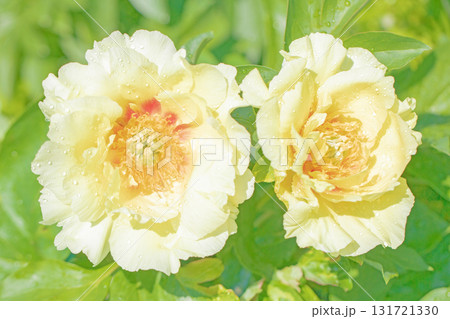 家の周りの草花 四季の色々 牡丹園の木々が淡い春の光りを浴びて美しい黄色の花を輝かせています 家の周りの草花 四季の色々 牡丹園の木々が淡い春の光りを浴びて美しい黄色の花を輝かせています 131721330