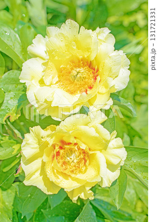 家の周りの草花 四季の色々 牡丹園の木々が淡い春の光りを浴びて美しい黄色の花を輝かせています 家の周りの草花 四季の色々 牡丹園の木々が淡い春の光りを浴びて美しい黄色の花を輝かせています 131721331