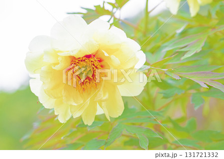 家の周りの草花　四季の色々　牡丹園の木々が淡い春の光りを浴びて美しい黄色の花を輝かせています 131721332