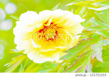 家の周りの草花　四季の色々　牡丹園の木々が淡い春の光りを浴びて美しい黄色の花を輝かせています 131721333