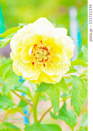 家の周りの草花 四季の色々 牡丹園の木々が淡い春の光りを浴びて美しい黄色の花を輝かせています 家の周りの草花 四季の色々 牡丹園の木々が淡い春の光りを浴びて美しい黄色の花を輝かせています 131721334