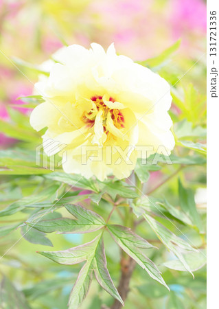 家の周りの草花 四季の色々 牡丹園の木々が淡い春の光りを浴びて美しい黄色の花を輝かせています 家の周りの草花 四季の色々 牡丹園の木々が淡い春の光りを浴びて美しい黄色の花を輝かせています 131721336