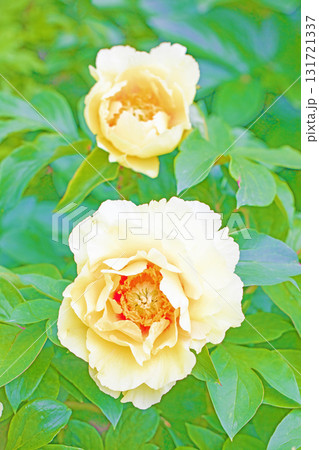 家の周りの草花　四季の色々　牡丹園の木々が淡い春の光りを浴びて美しい黄色の花を輝かせています 131721337
