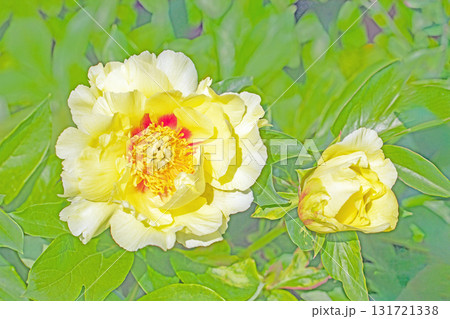 家の周りの草花　四季の色々　牡丹園の木々が淡い春の光りを浴びて美しい黄色の花を輝かせています 131721338