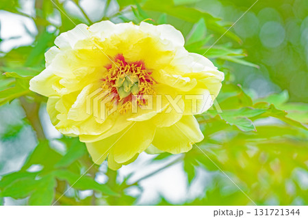 家の周りの草花 四季の色々 牡丹園の木々が淡い春の光りを浴びて美しい黄色の花を輝かせています 家の周りの草花 四季の色々 牡丹園の木々が淡い春の光りを浴びて美しい黄色の花を輝かせています 131721344