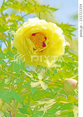 家の周りの草花　四季の色々　牡丹園の木々が淡い春の光りを浴びて美しい黄色の花を輝かせています 131721354